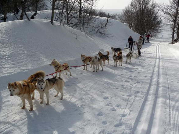 chiens de traineaux