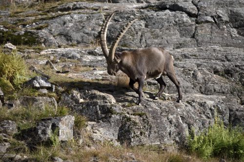 parc de la vanoise