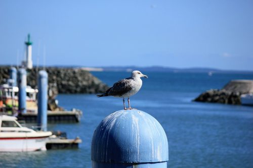 Ile d’Oléron : découvrez en images l’île où il fait bon vivre